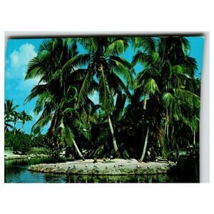 Florida Secluded Retreat Palm Tree Island Birds Chrome Postcard Miami